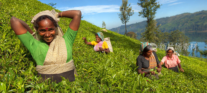 Tea Plantation Workers重复图片